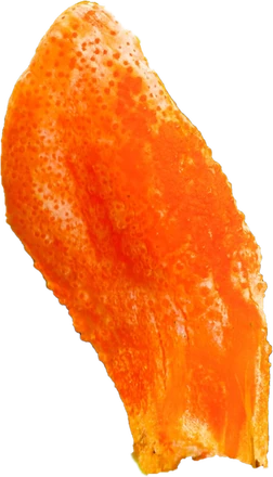 Cordyceps