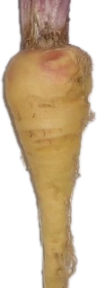 Maca roja